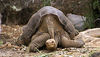 Lonesome_George_-Pinta_giant_tortoise.jpg